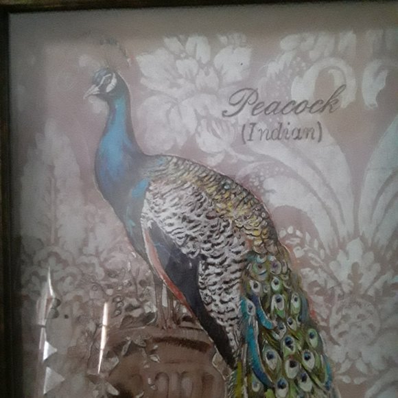 Chad Barrett Art Print of a Peacock - Picture 2 of 8